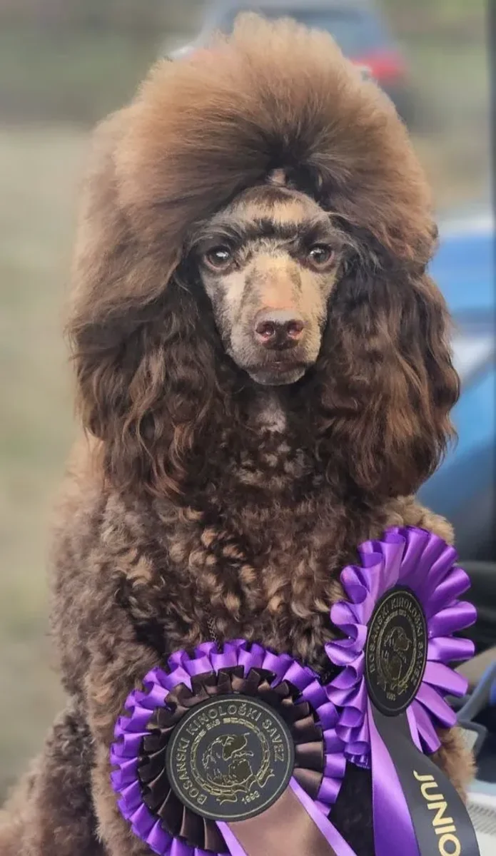 Frederik - Miniature Poodle C.I.B.-J Champion