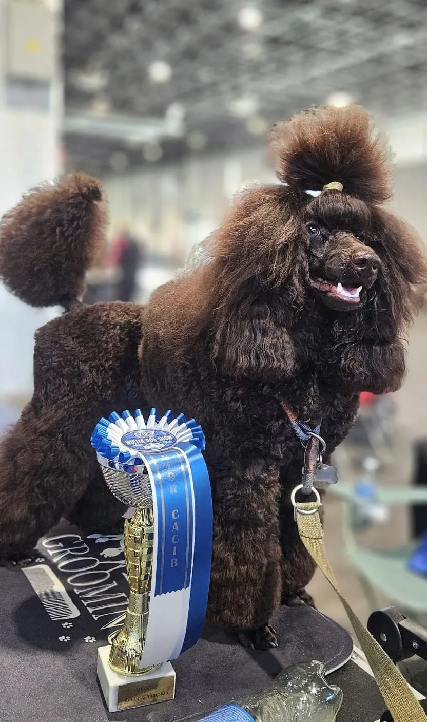 Galileo, a black miniature poodle with a professional show clip, standing proud